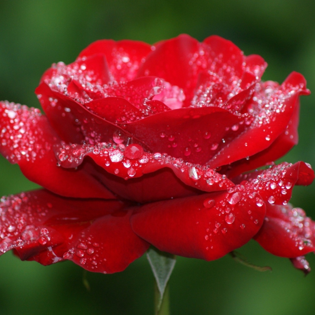 Das Red Rose Flower Wallpaper 1024x1024