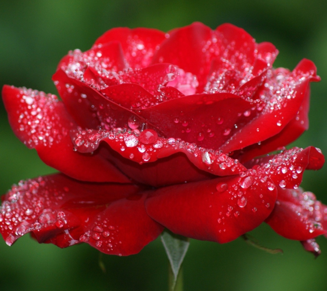 Sfondi Red Rose Flower 1080x960
