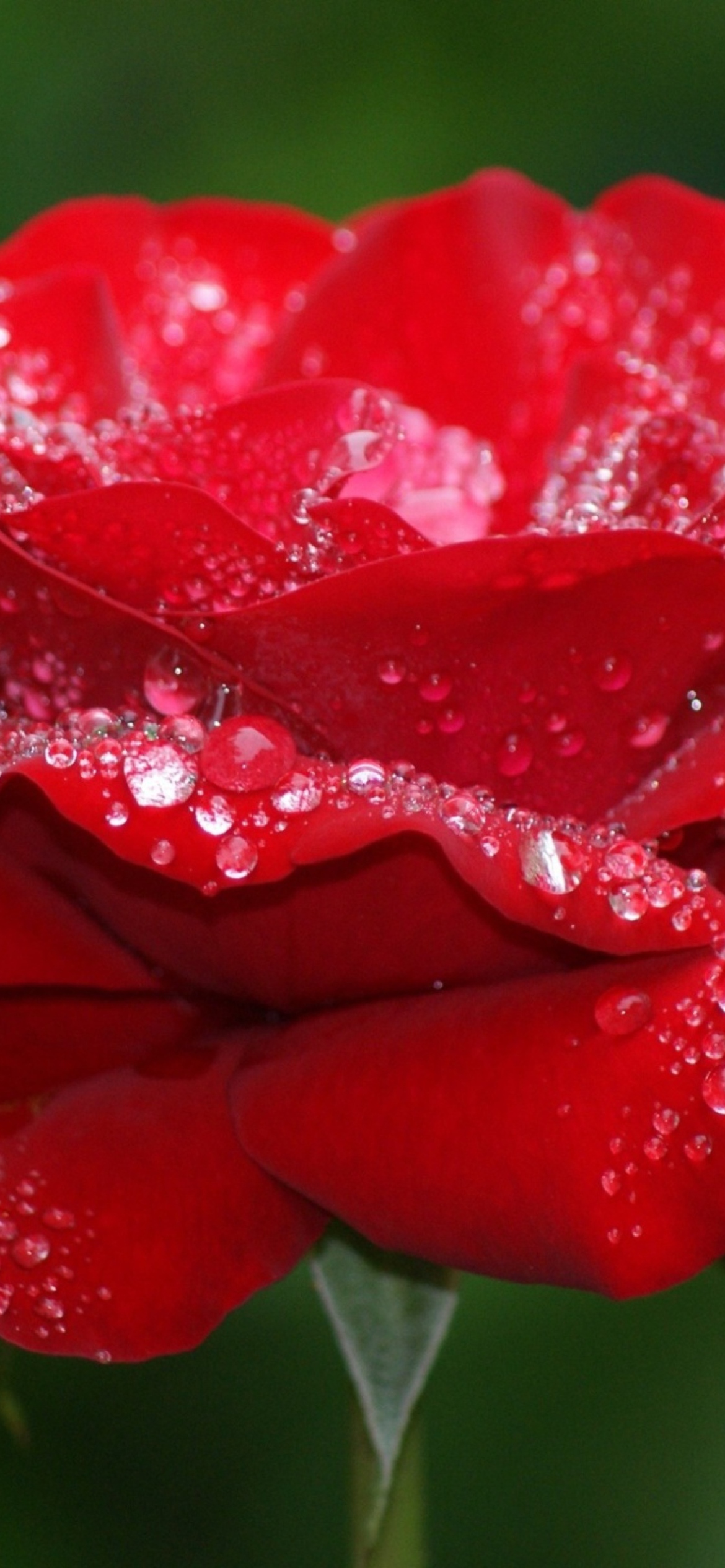 Sfondi Red Rose Flower 1170x2532
