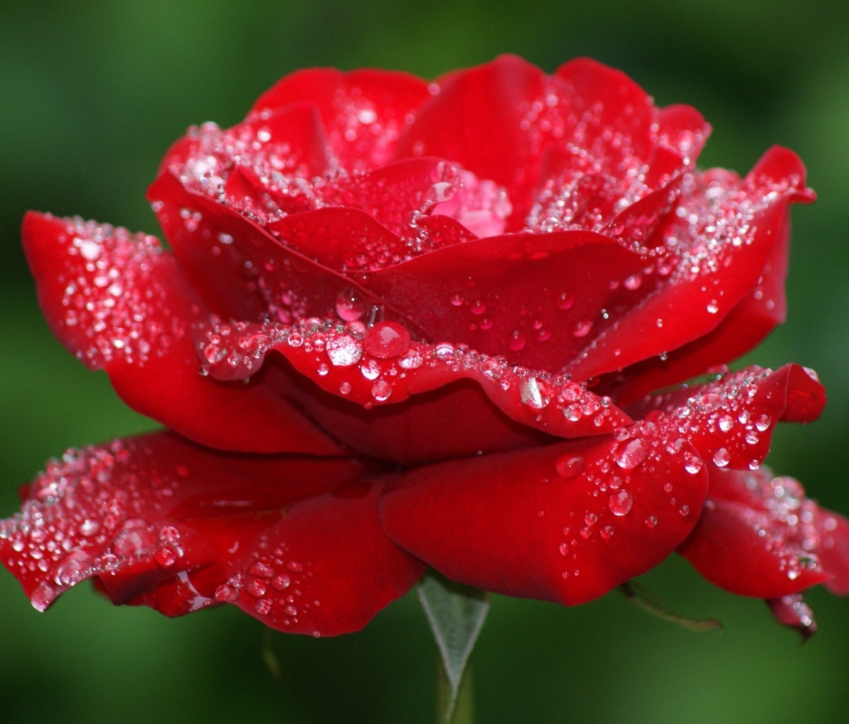 Screenshot №1 pro téma Red Rose Flower 1200x1024