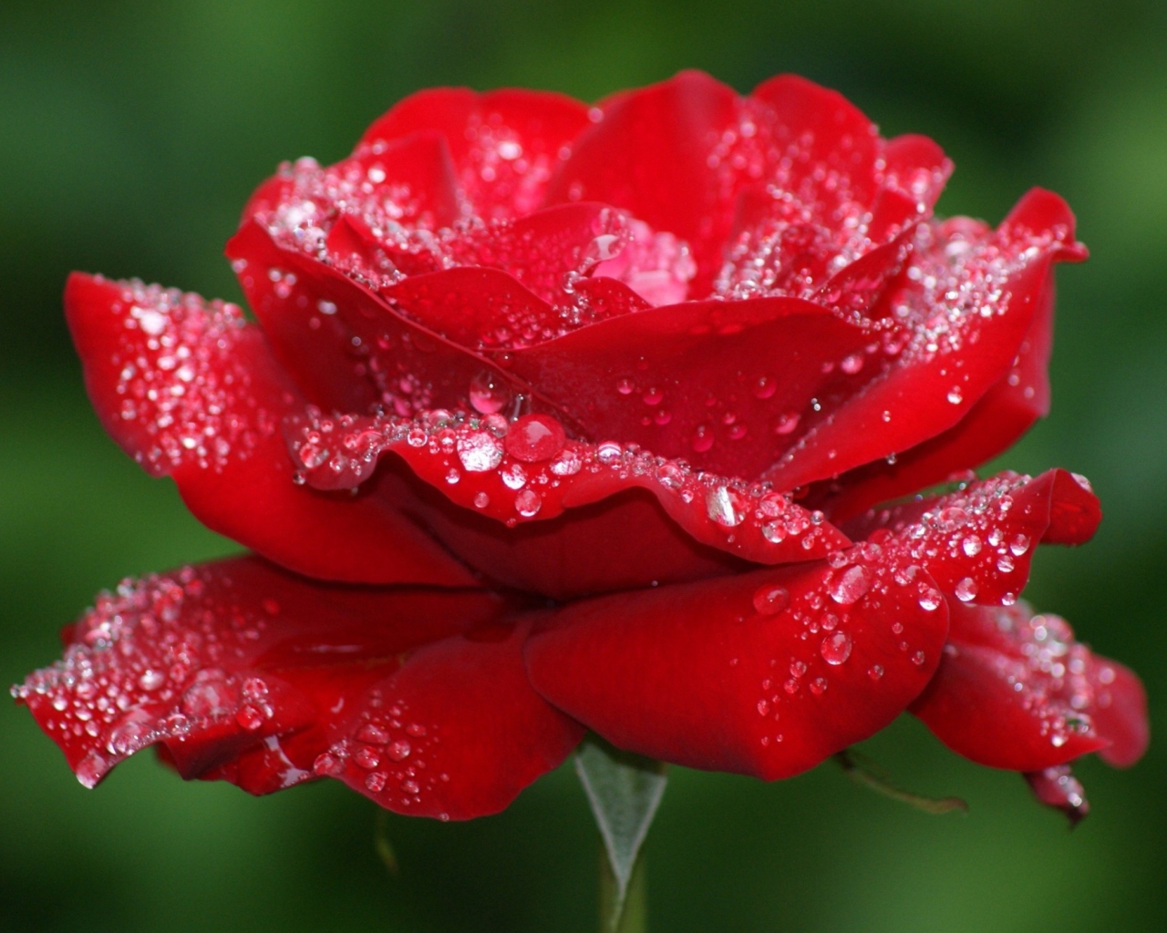 Sfondi Red Rose Flower 1280x1024