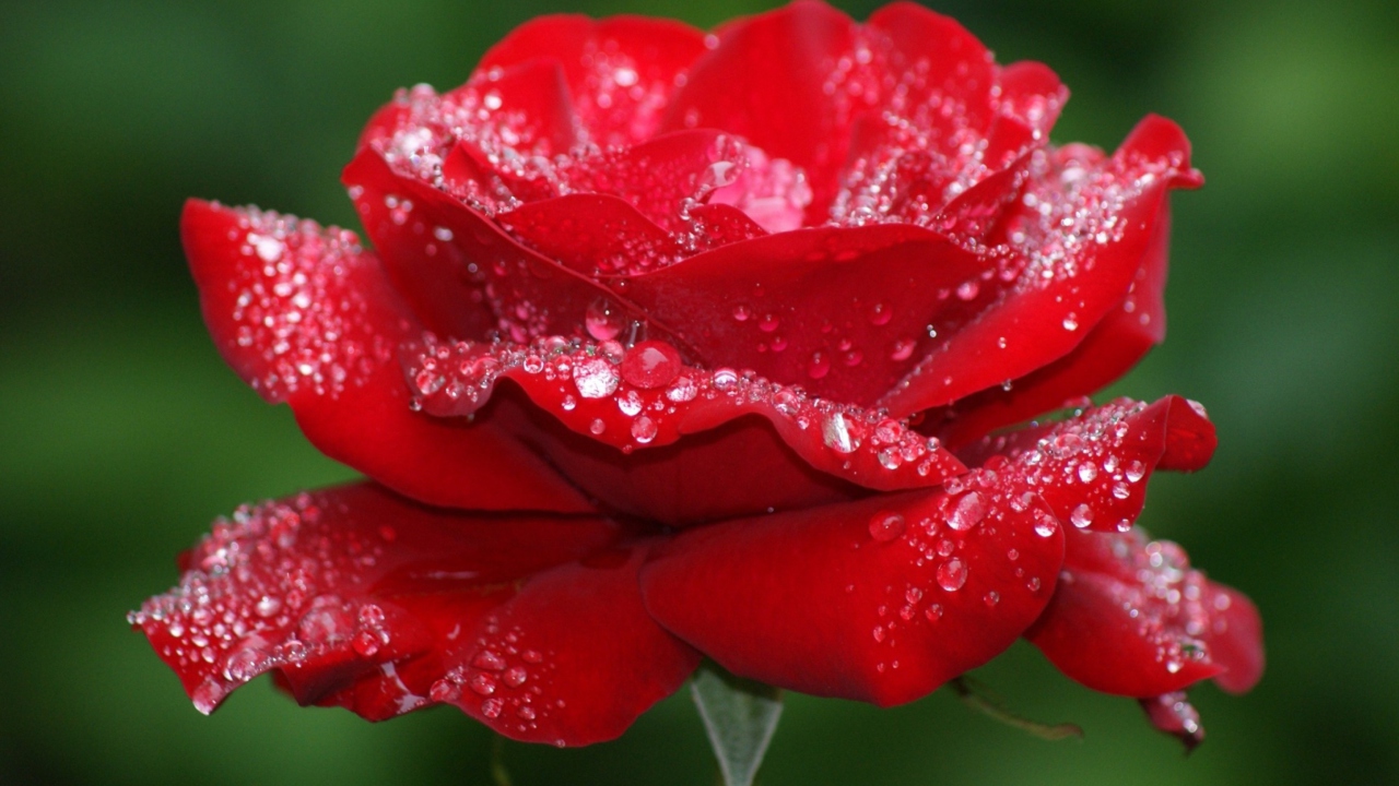 Red Rose Flower screenshot #1 1280x720
