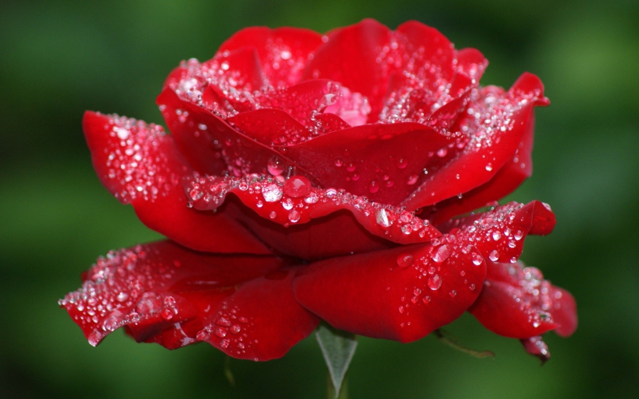 Screenshot №1 pro téma Red Rose Flower 1280x800