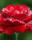 Red Rose Flower screenshot #1 128x160