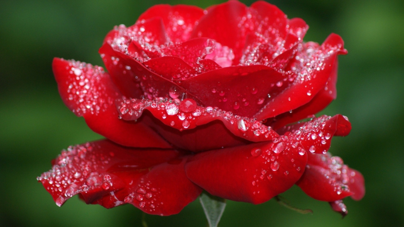 Das Red Rose Flower Wallpaper 1366x768