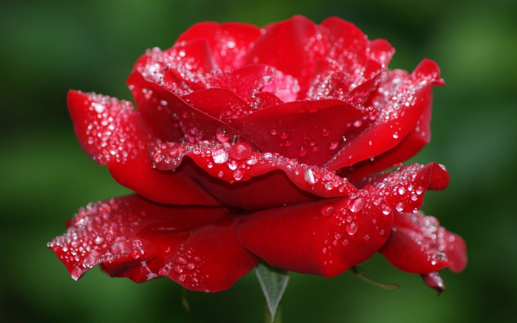 Red Rose Flower screenshot #1 1680x1050