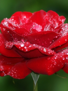 Fondo de pantalla Red Rose Flower 240x320