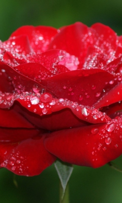 Sfondi Red Rose Flower 240x400