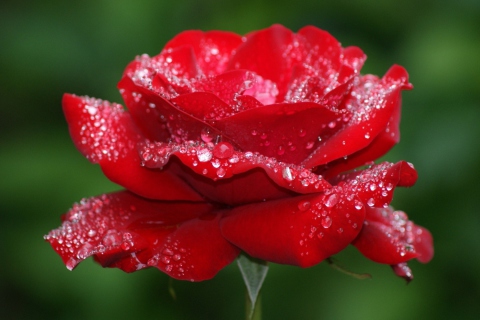 Fondo de pantalla Red Rose Flower 480x320