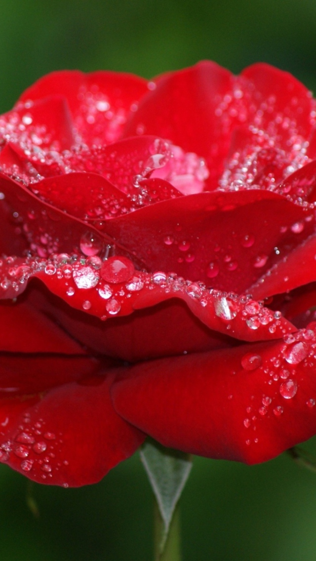 Fondo de pantalla Red Rose Flower 640x1136