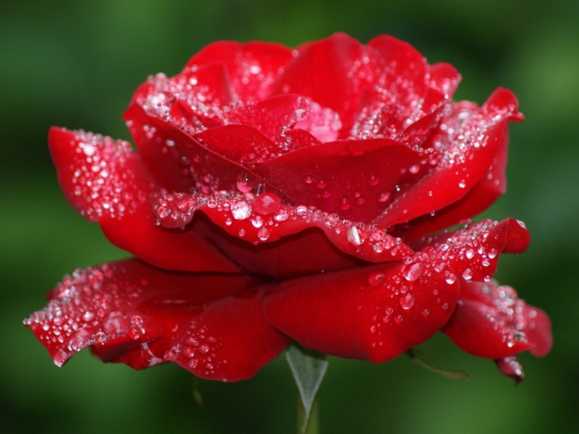 Red Rose Flower wallpaper 640x480