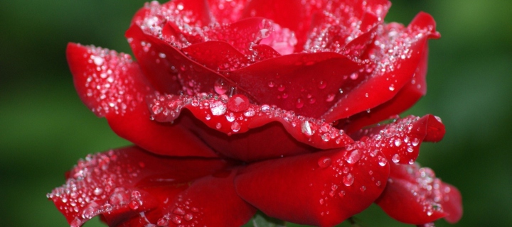 Screenshot №1 pro téma Red Rose Flower 720x320