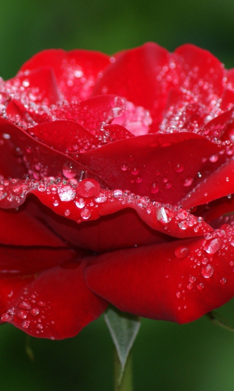 Das Red Rose Flower Wallpaper 768x1280