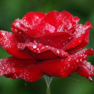 Картинка Red Rose Flower для 208x208