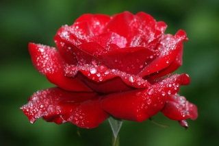 Red Rose Flower - Obrázkek zdarma 