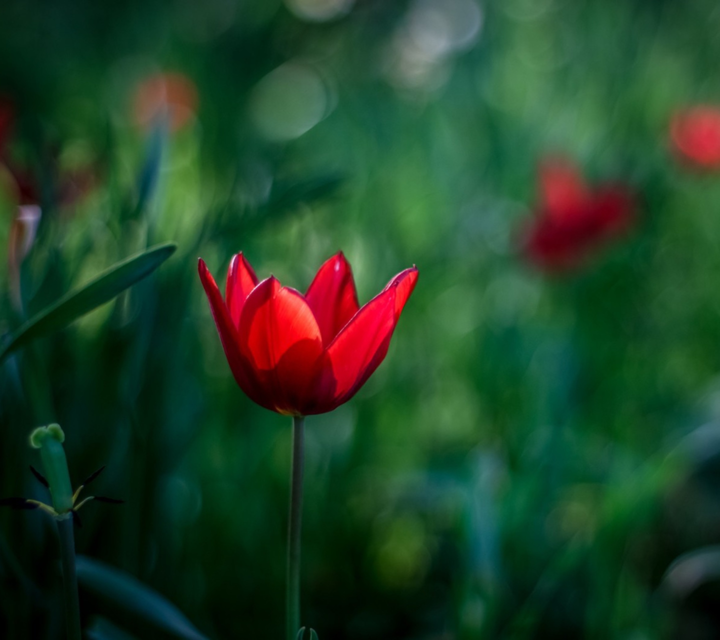 Обои Bright Red On Deep Green Bokeh 1440x1280