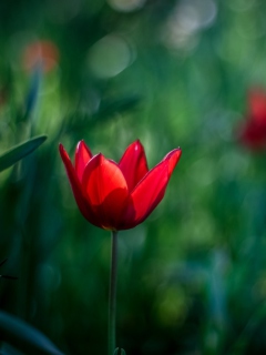 Обои Bright Red On Deep Green Bokeh 240x320