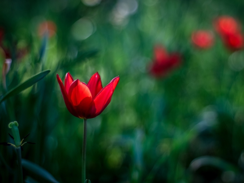 Sfondi Bright Red On Deep Green Bokeh 800x600