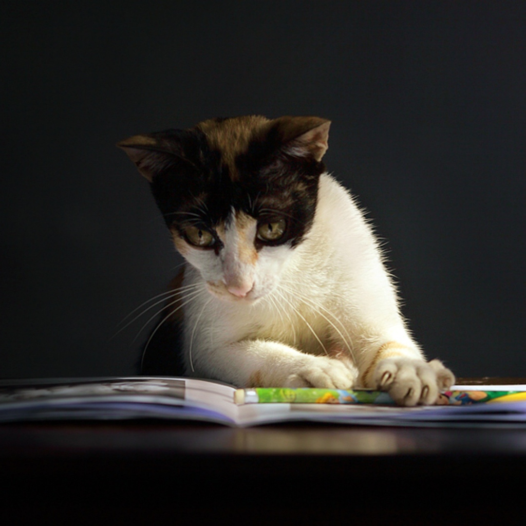 Das Cat Reading A Book Wallpaper 1024x1024
