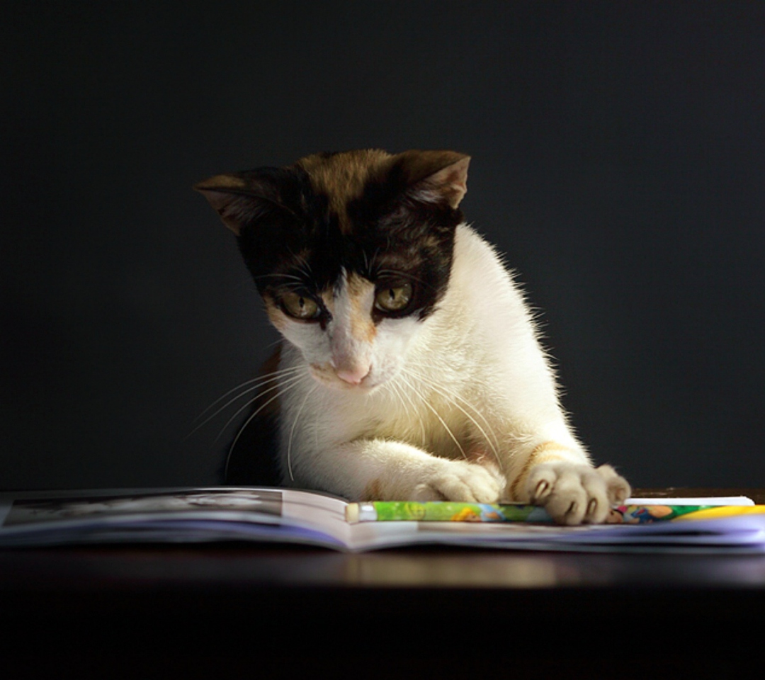 Das Cat Reading A Book Wallpaper 1080x960