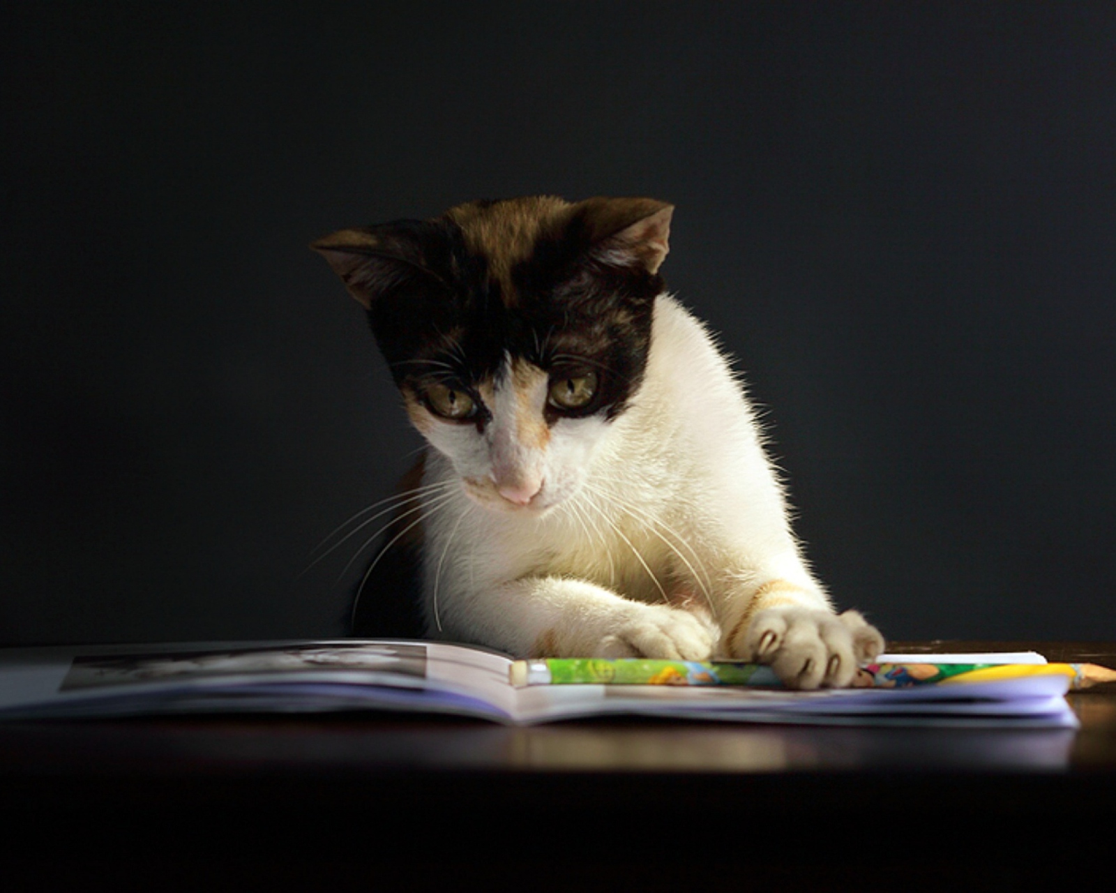 Das Cat Reading A Book Wallpaper 1600x1280