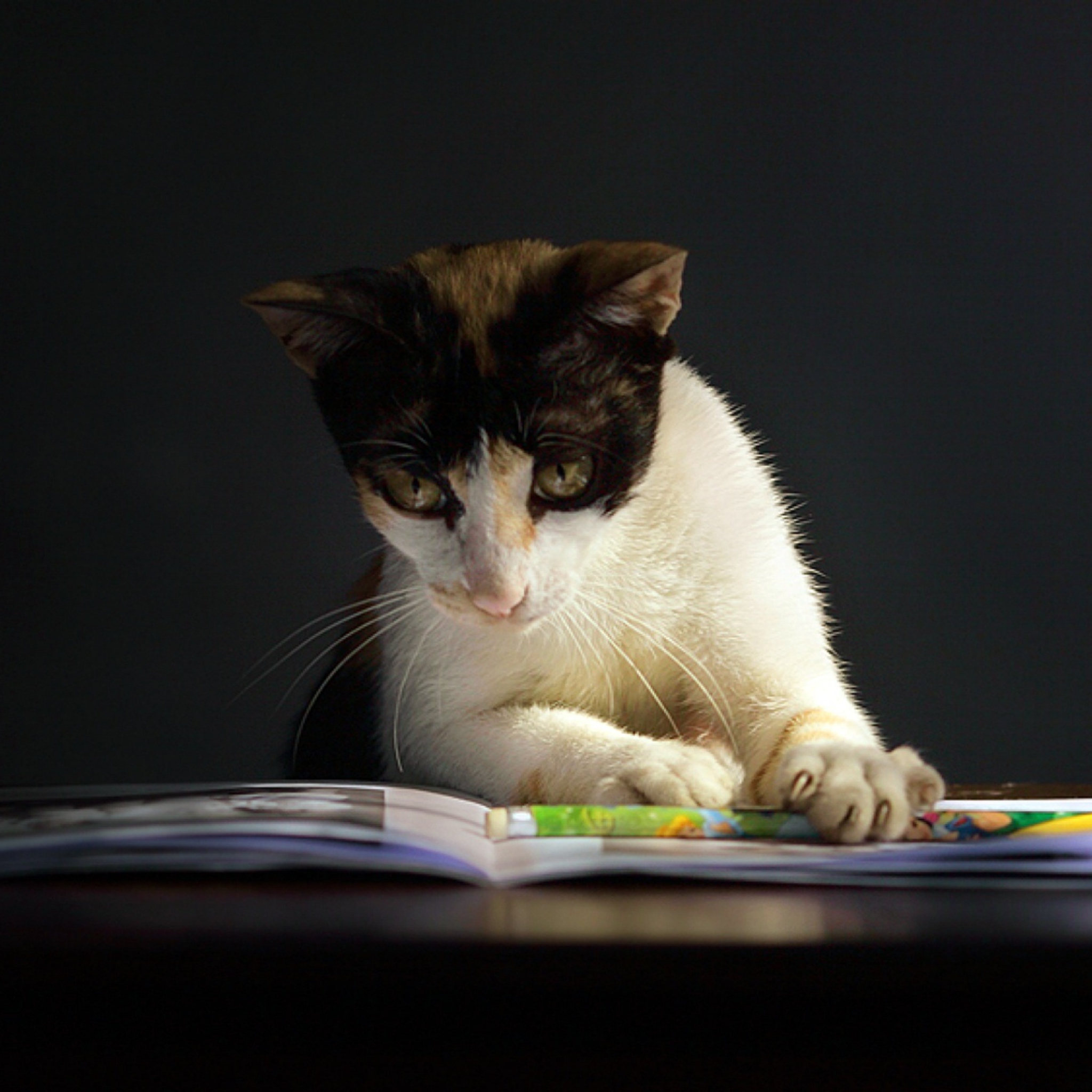 Das Cat Reading A Book Wallpaper 2048x2048
