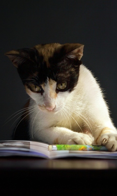Das Cat Reading A Book Wallpaper 240x400