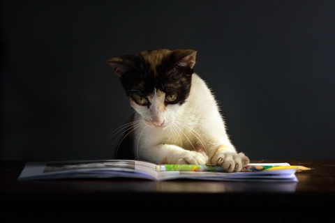 Das Cat Reading A Book Wallpaper 480x320