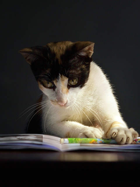 Das Cat Reading A Book Wallpaper 480x640