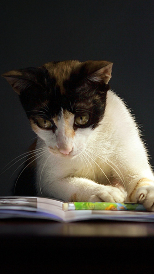Fondo de pantalla Cat Reading A Book 640x1136
