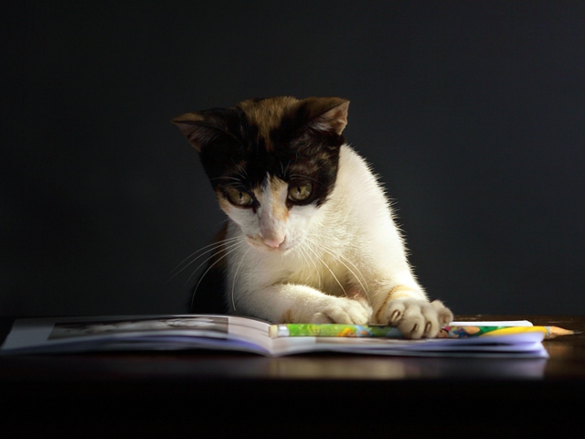 Das Cat Reading A Book Wallpaper 640x480