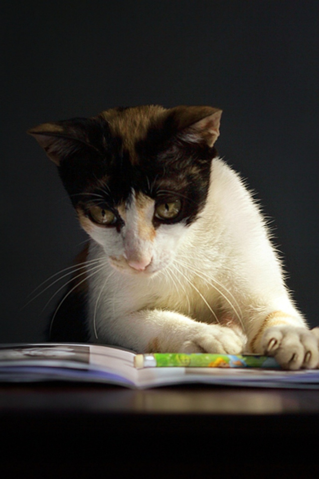 Das Cat Reading A Book Wallpaper 640x960