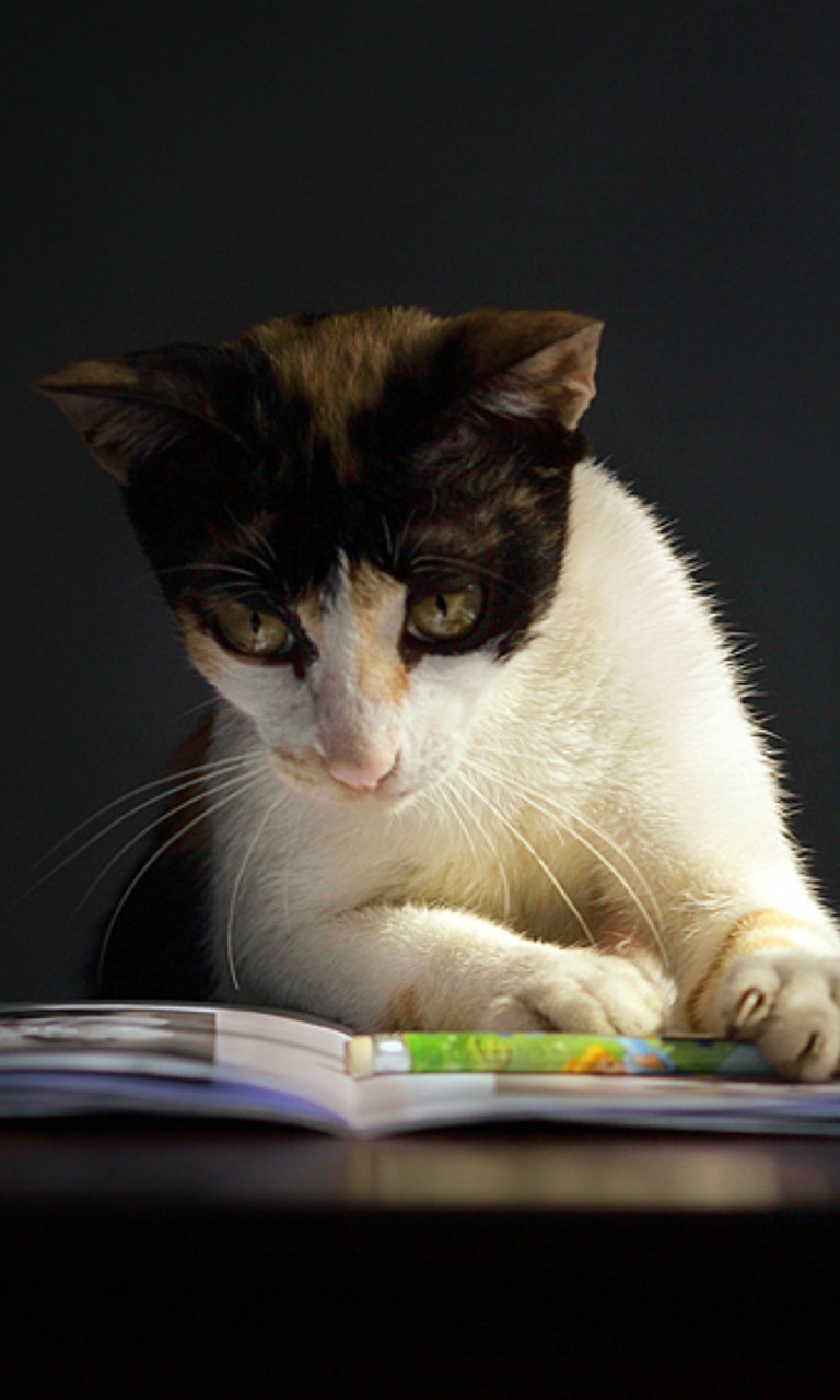 Fondo de pantalla Cat Reading A Book 768x1280