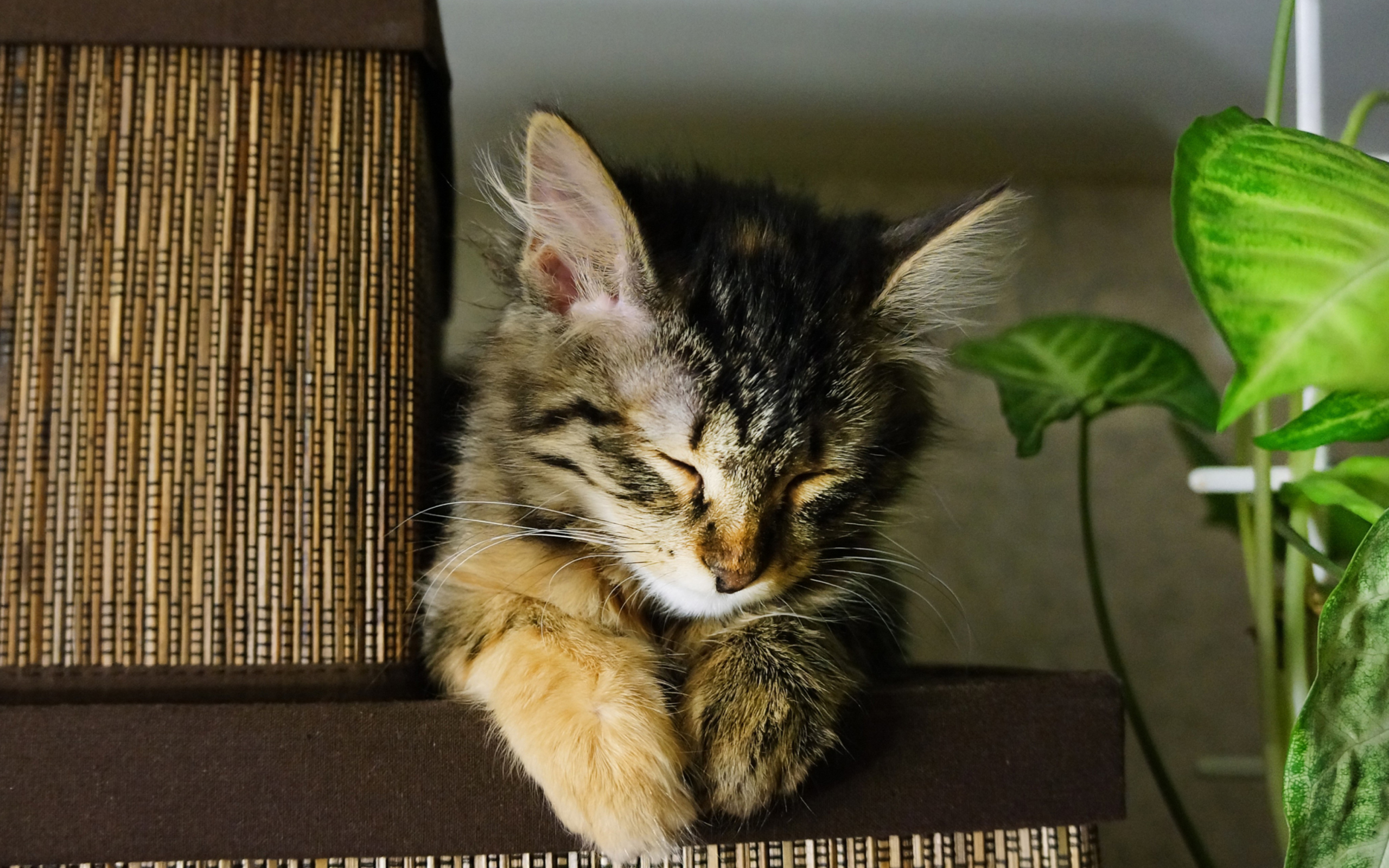 Das Sleepy Cat Wallpaper 2560x1600