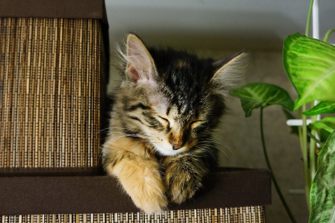 Das Sleepy Cat Wallpaper 480x320