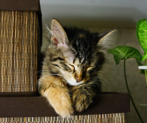 Sfondi Sleepy Cat 480x400