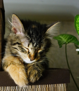 Sleepy Cat sfondi gratuiti per iPhone 6 Plus