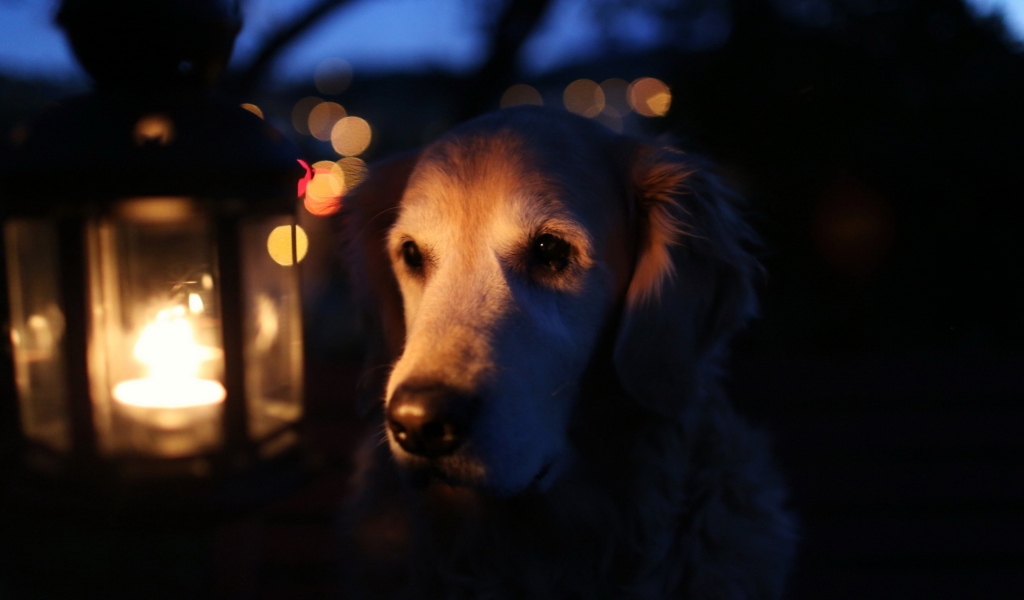 Das Ginger Dog In Candle Light Wallpaper 1024x600