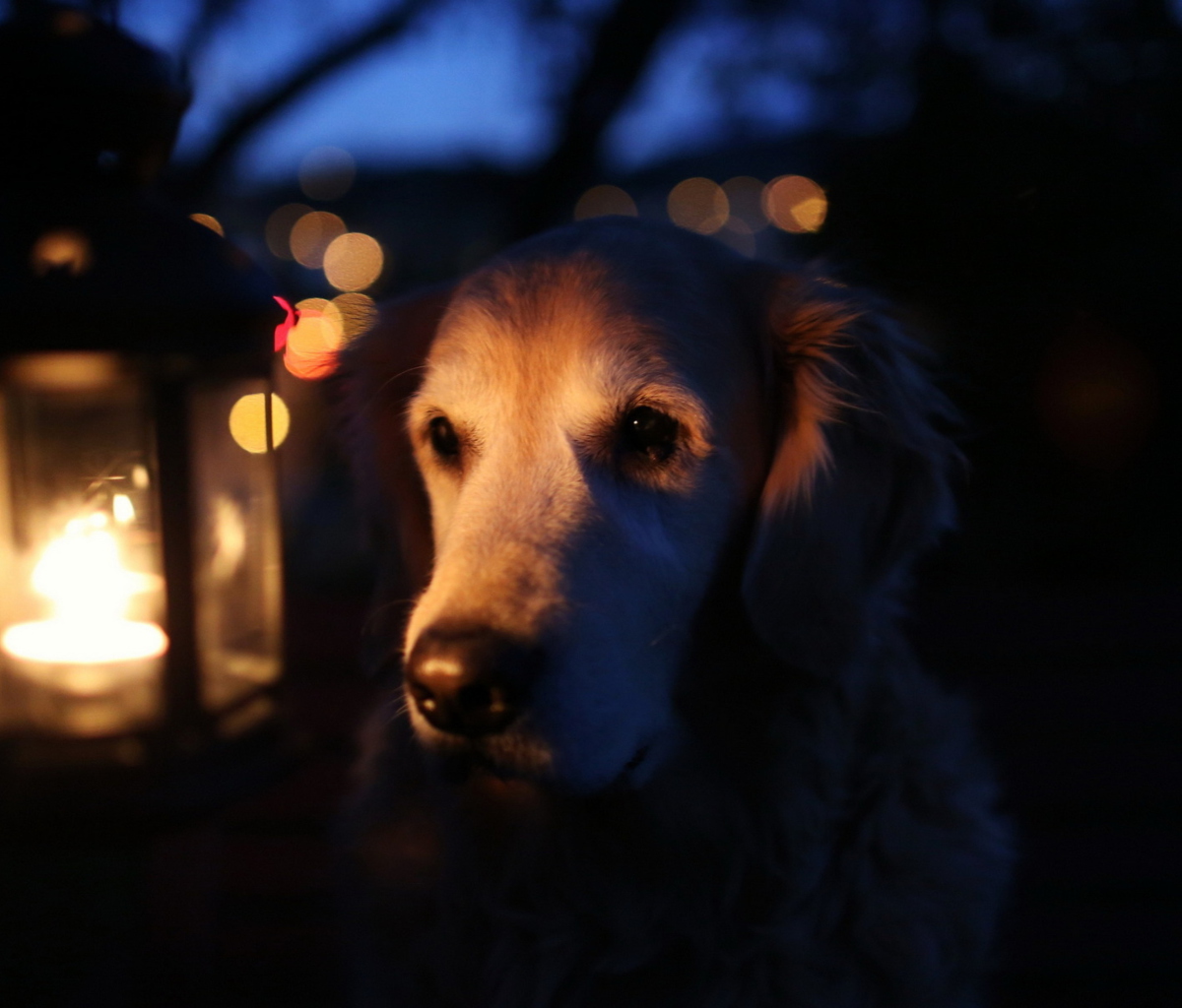 Ginger Dog In Candle Light wallpaper 1200x1024