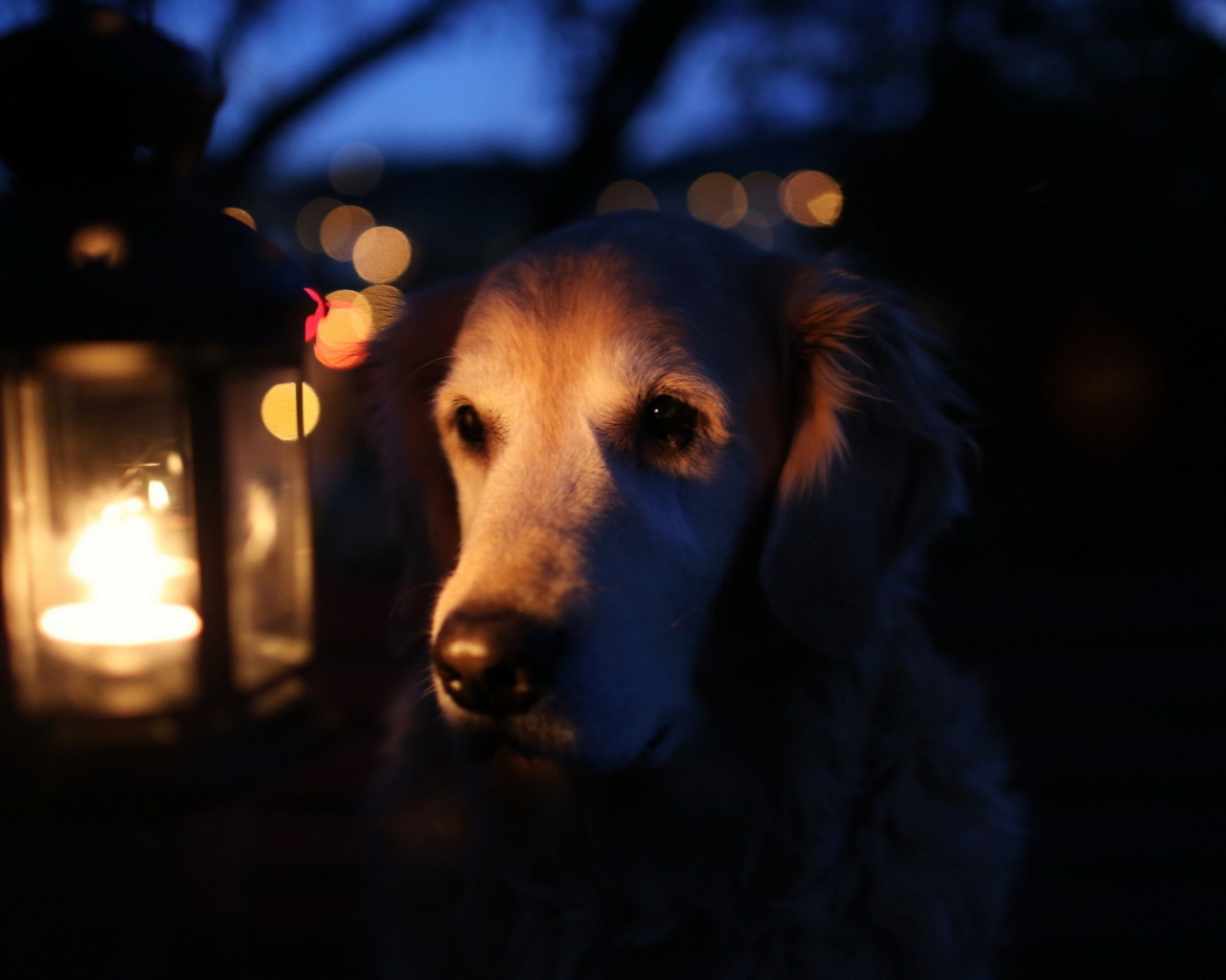 Обои Ginger Dog In Candle Light 1280x1024