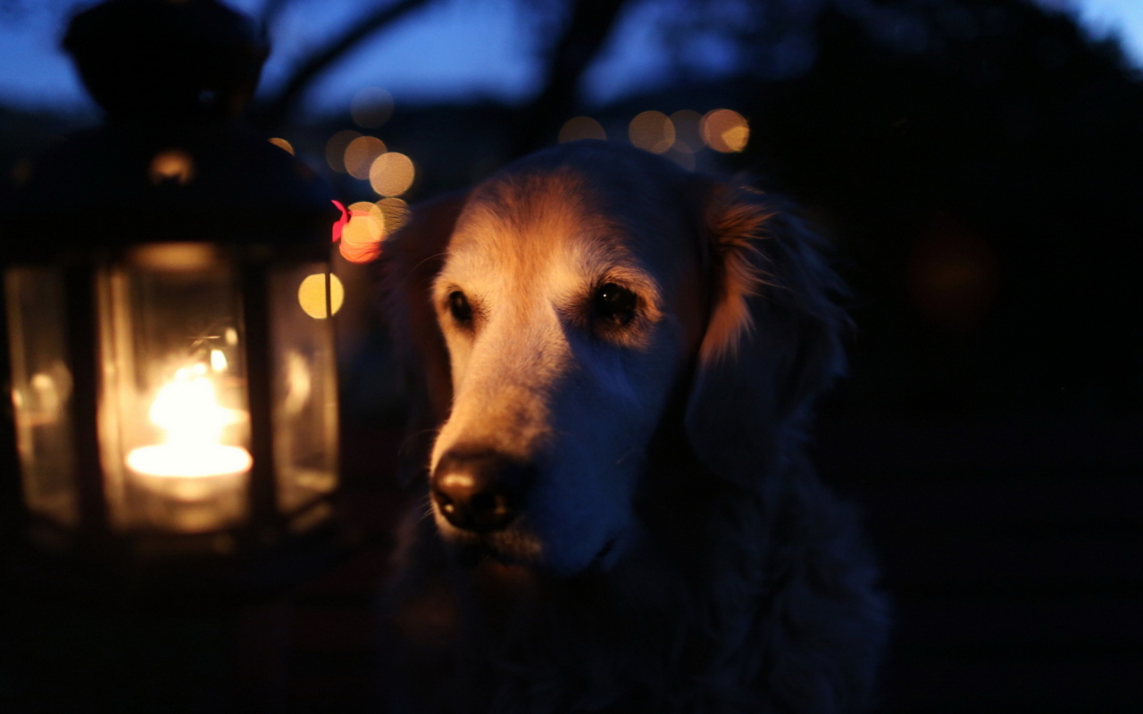 Das Ginger Dog In Candle Light Wallpaper 1280x800