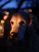 Fondo de pantalla Ginger Dog In Candle Light 132x176