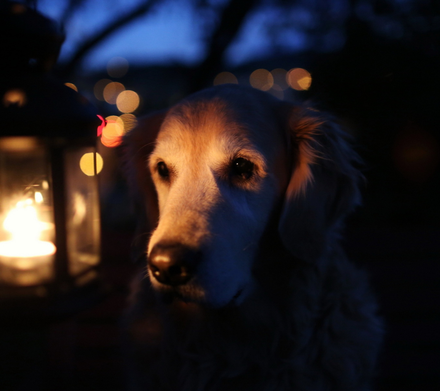 Sfondi Ginger Dog In Candle Light 1440x1280