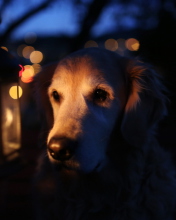 Sfondi Ginger Dog In Candle Light 176x220
