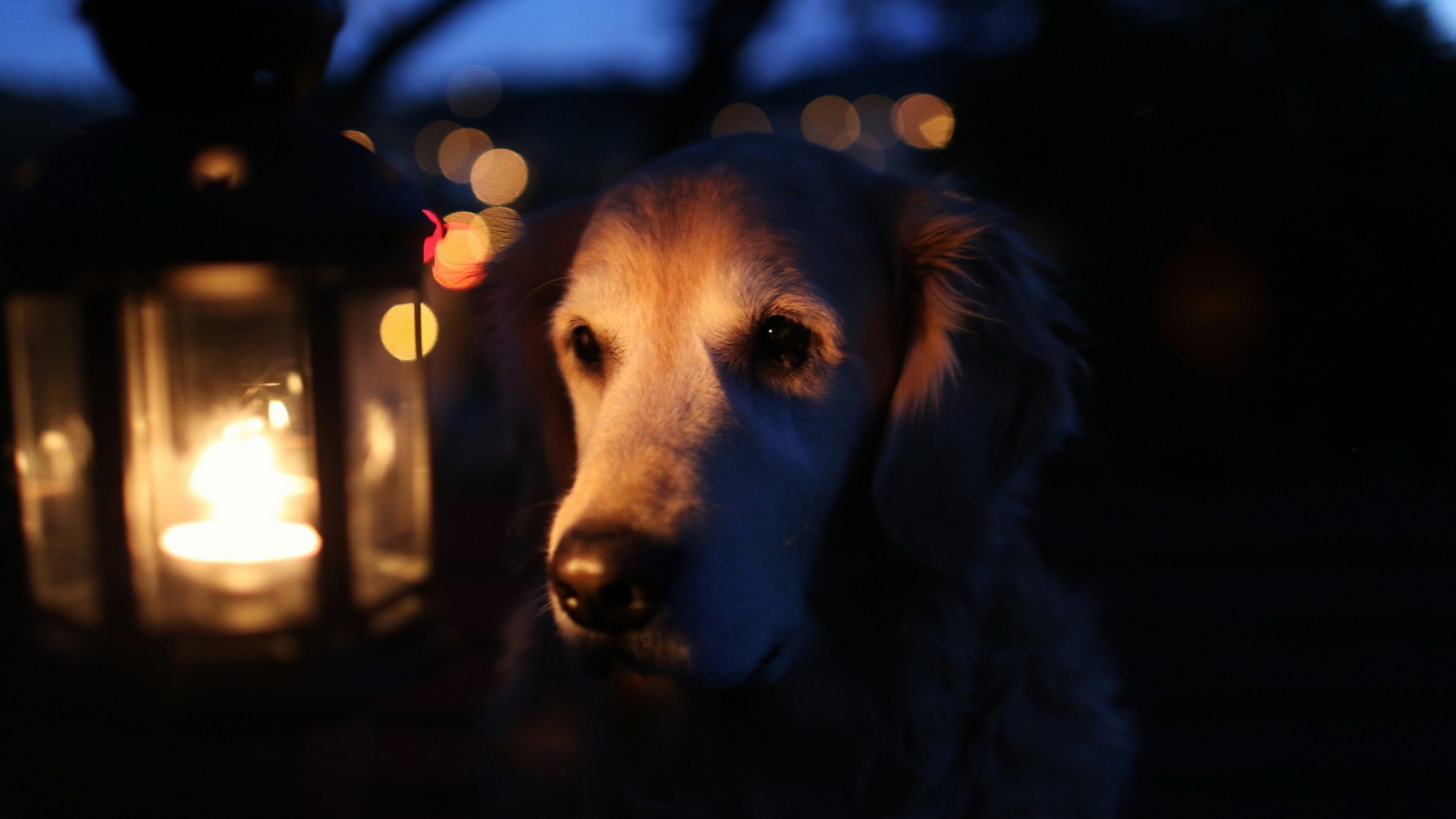 Sfondi Ginger Dog In Candle Light 1920x1080