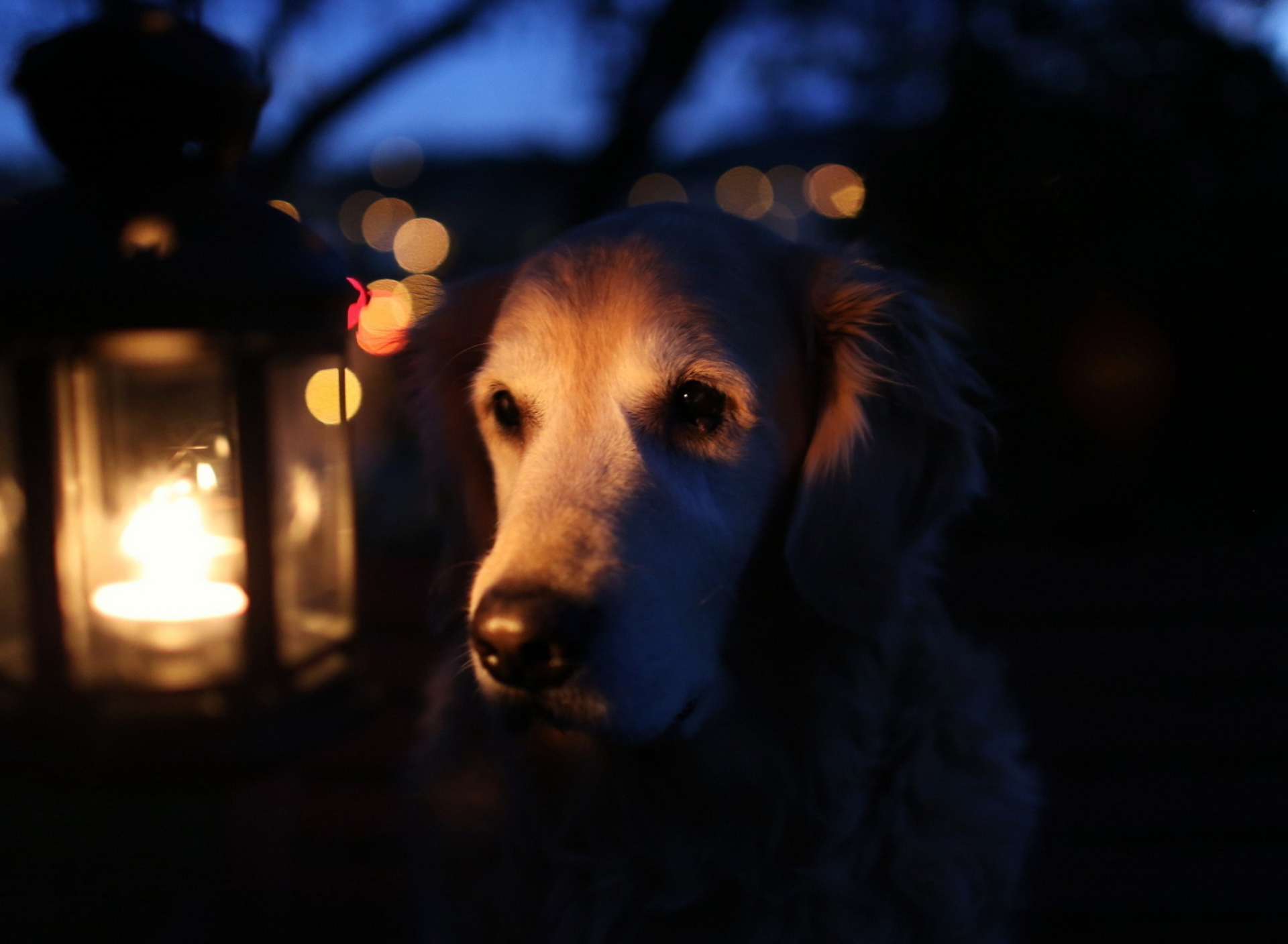 Fondo de pantalla Ginger Dog In Candle Light 1920x1408