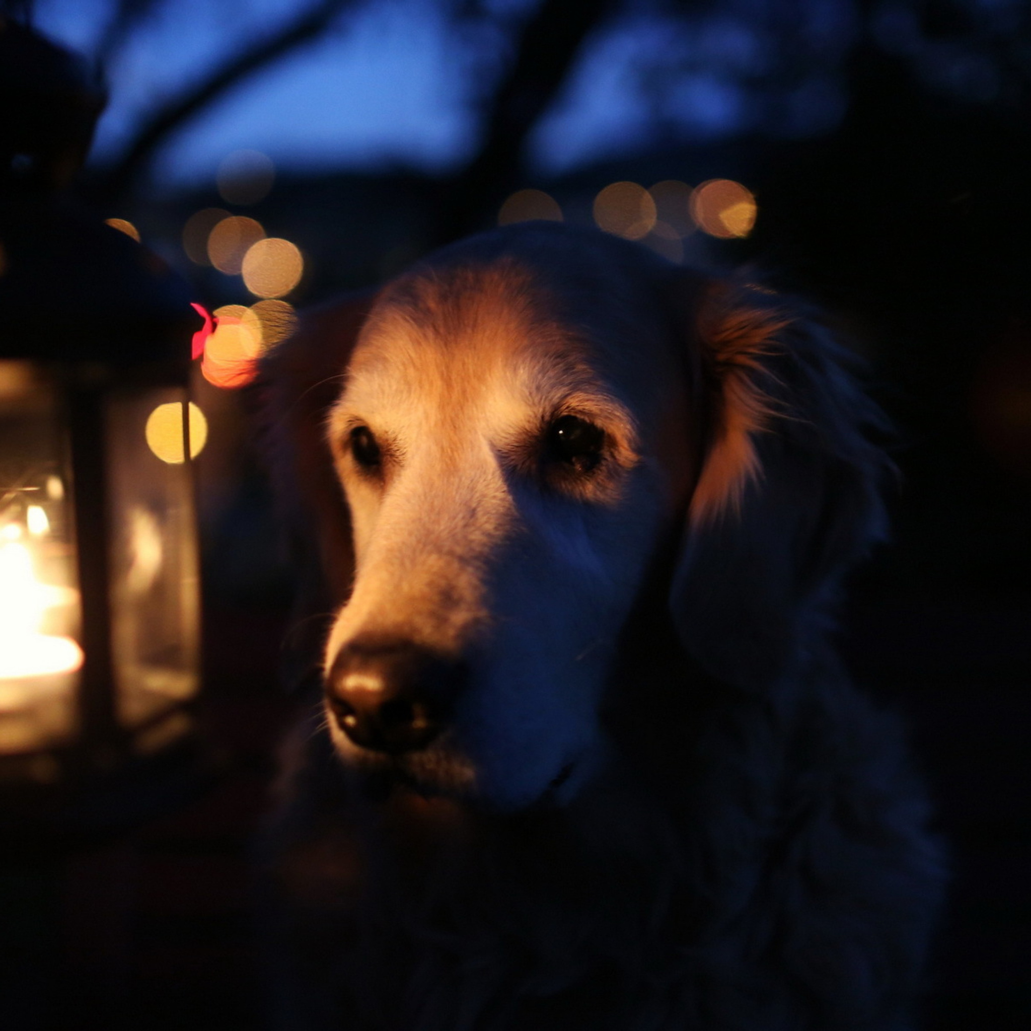 Screenshot №1 pro téma Ginger Dog In Candle Light 2048x2048
