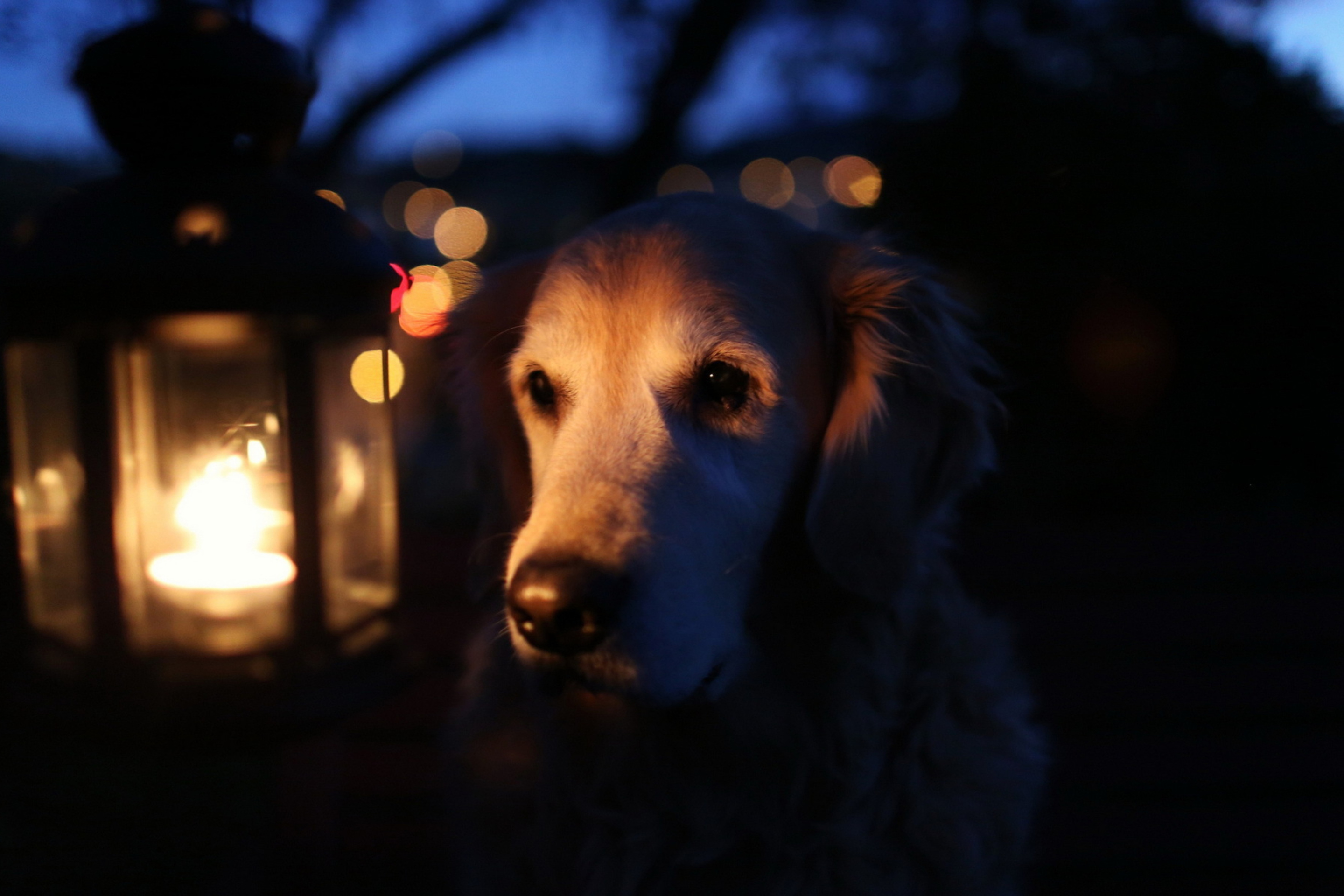 Обои Ginger Dog In Candle Light 2880x1920