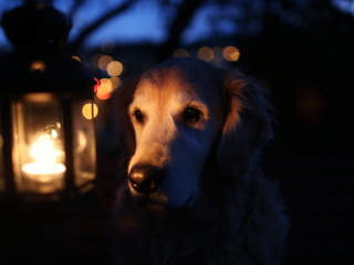 Ginger Dog In Candle Light wallpaper 320x240