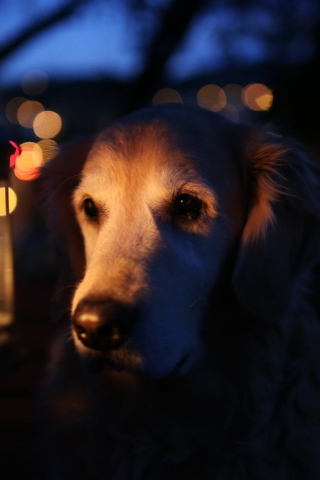 Ginger Dog In Candle Light wallpaper 320x480